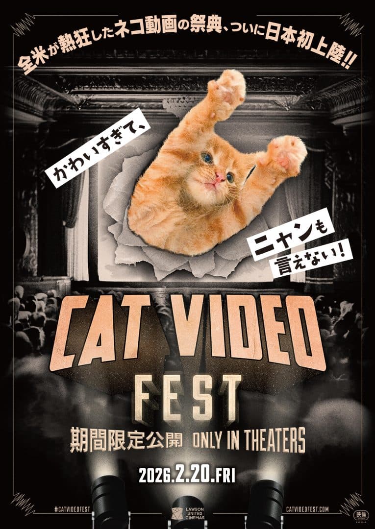 CatVideoFest 2025
